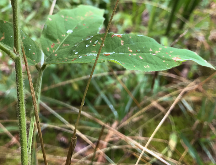 image of Desmodium perplexum, Perplexing Tick-trefoil, Dillen's Tick-trefoil