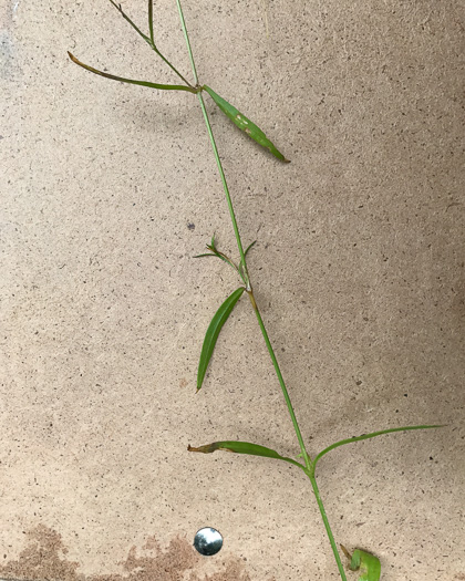 image of Stellaria graminea, Lesser Stitchwort, Grassleaf Starwort, Common Stitchwort