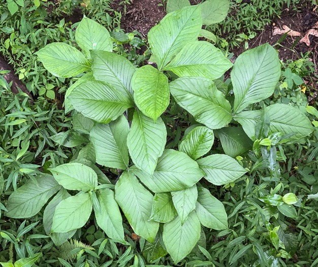 image of Arisaema triphyllum, Common Jack-in-the-Pulpit, Indian Turnip