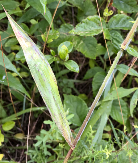 image of Dichanthelium acuminatum var. acuminatum, Woolly Witchgrass, Woolly Rosette Grass, Tapered Rosette Grass