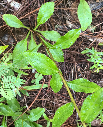 image of Sericocarpus caespitosus, Toothed Whitetop Aster