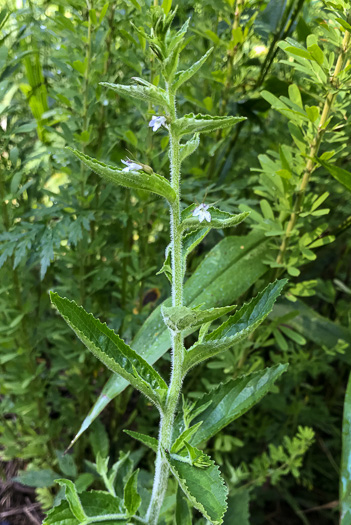 image of Lobelia inflata, Indian-tobacco, Pukeweed