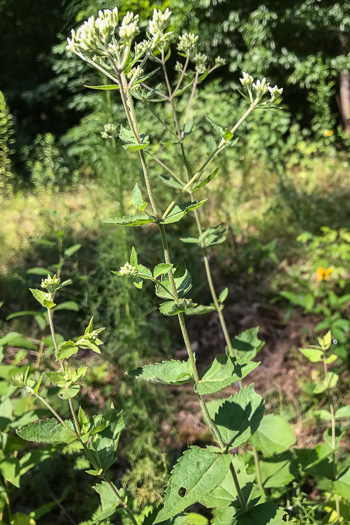 image of Eupatorium pubescens, Inland Roundleaf Eupatorium, Hairy Thoroughwort