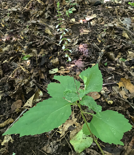 image of Phryma leptostachya, American Lopseed