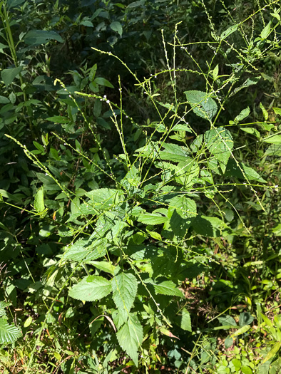 image of Verbena urticifolia, White Vervain, Nettleleaf Verbena, Velvetleaf Vervain