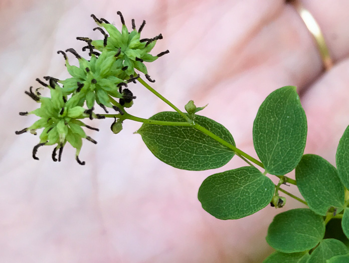 image of Thalictrum pubescens, Common Tall Meadowrue, King-of-the-meadow, Late Meadowrue