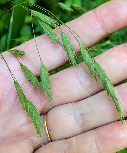 image of Bromus pubescens, Hairy Woodland Brome, Common Eastern Brome, Canada Brome