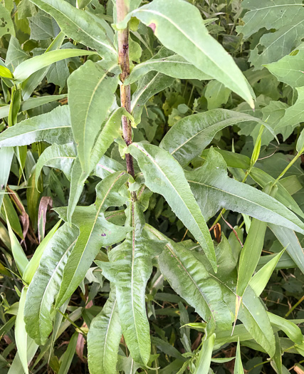 image of Lactuca canadensis, American Wild Lettuce, Canada Lettuce