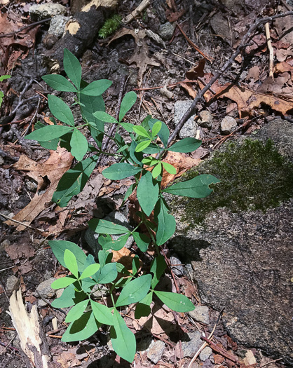 image of Thermopsis fraxinifolia, Ashleaf Golden-banner