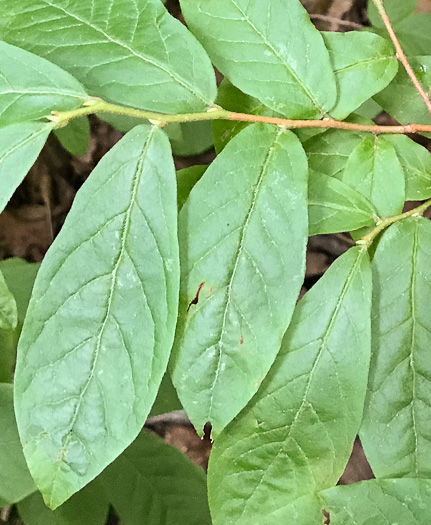 image of Gaylussacia ursina, Bear Huckleberry, Buckberry, Mountain Huckleberry, Bearberry