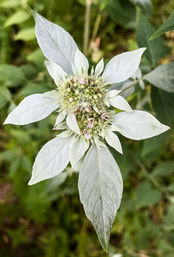 image of Pycnanthemum pycnanthemoides var. pycnanthemoides, Woodland Mountain-mint, Southern Mountain-mint