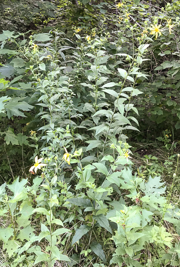 image of Silphium dentatum, Starry Rosinweed