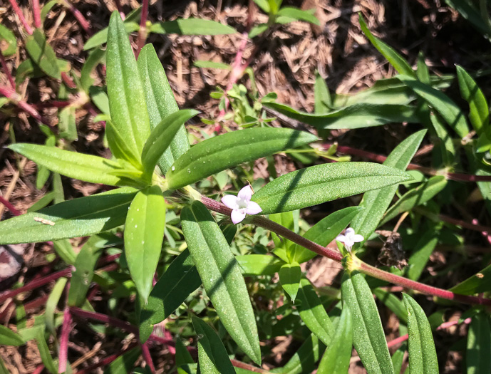 image of Hexasepalum teres, Poor-joe, Rough Buttonweed