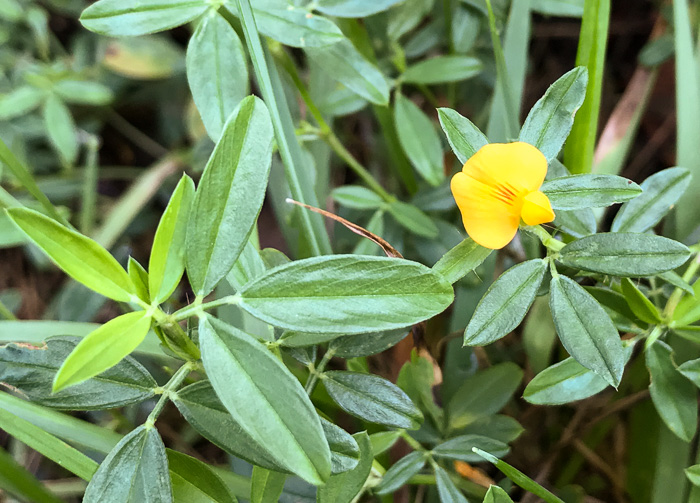 Stylosanthes biflora, Pencil-flower, Sidebeak Pencil-flower