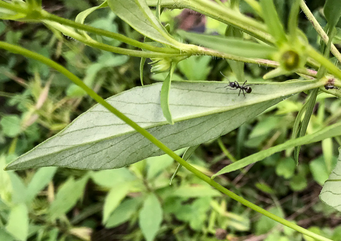 image of Coreopsis pubescens var. pubescens, Common Hairy Coreopsis, Star Tickseed