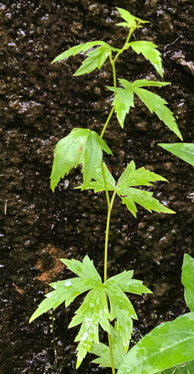 leaf or frond of Aconitum uncinatum, Appalachian Blue Monkshood, Eastern Blue Monkshood