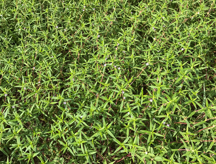 image of Hexasepalum teres, Poor-joe, Rough Buttonweed