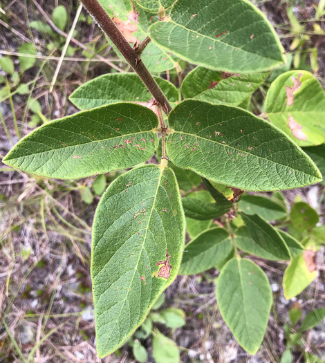 Desmodium obtusum, Stiff Tick-trefoil