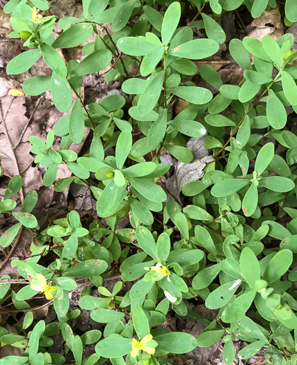 image of Hypericum stragulum, Straggling St. Johnswort, Low St. Johnswort, Creeping St. Andrew's Cross