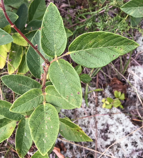 image of Desmodium obtusum, Stiff Tick-trefoil