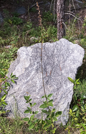 image of Desmodium obtusum, Stiff Tick-trefoil