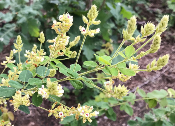 image of Lespedeza hirta +, Hairy Bush-clover, Hairy Lespedeza, Silvery Lespedeza