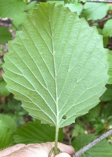 image of Viburnum carolinianum, Carolina Arrowwood