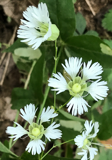 image of Silene stellata, Starry Campion, Widow's-frill