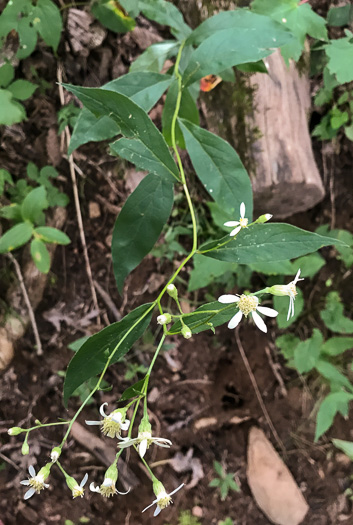 image of Doellingeria infirma, Appalachian Flat-topped White Aster, Cornel-leaf Aster, Cornel-leaf Whitetop Aster, Appalachian Whitetop Aster