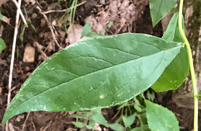 image of Doellingeria infirma, Appalachian Flat-topped White Aster, Cornel-leaf Aster, Cornel-leaf Whitetop Aster, Appalachian Whitetop Aster