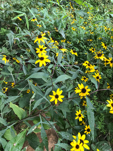 image of Rudbeckia triloba var. beadlei, Chauncey's Coneflower