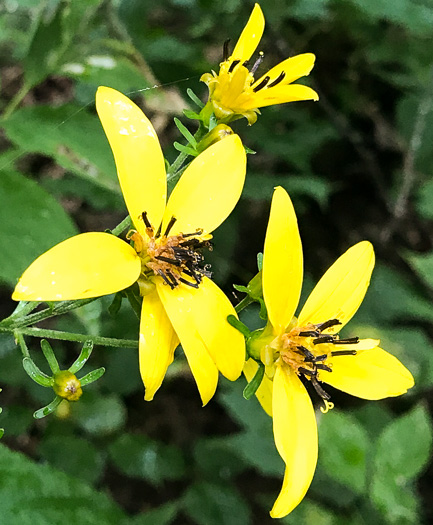 image of Coreopsis latifolia, Broadleaf Coreopsis, Broadleaf Tickseed