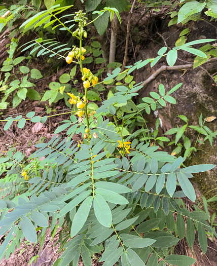 image of Senna marilandica, Maryland Wild Senna, Maryland Senna