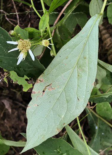 image of Doellingeria infirma, Appalachian Flat-topped White Aster, Cornel-leaf Aster, Cornel-leaf Whitetop Aster, Appalachian Whitetop Aster