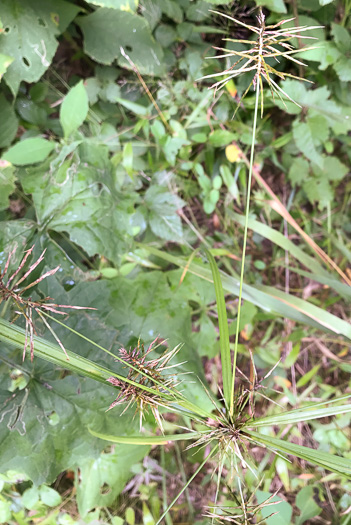 image of Cyperus strigosus, False Nutsedge, Straw Flatsedge, Straw-colored Flatsedge