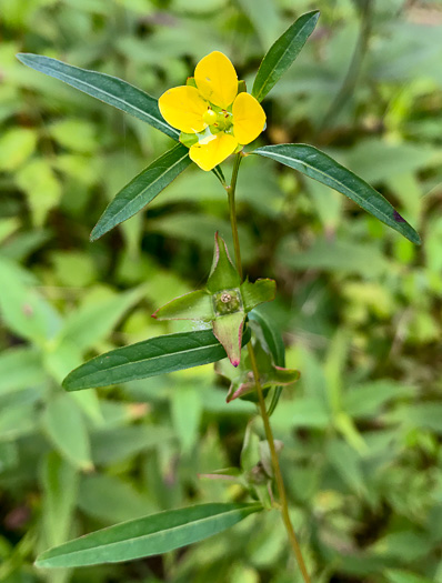 image of Ludwigia alternifolia, Alternate-leaf Seedbox, Bushy Seedbox