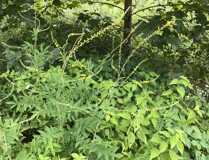 image of Agrimonia parviflora, Southern Agrimony, Small-flowered Agrimony, Harvestlice