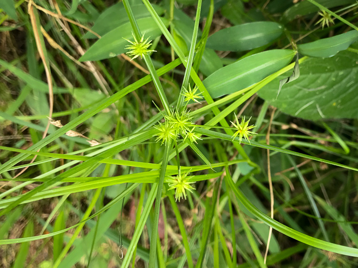 image of Cyperus croceus, Baldwin's Flatsedge