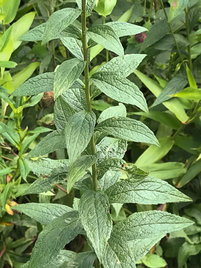 image of Solidago rugosa var. aspera, Wrinkleleaf Goldenrod