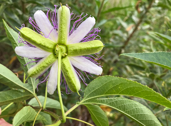 image of Passiflora incarnata, Purple Passionflower, Maypop