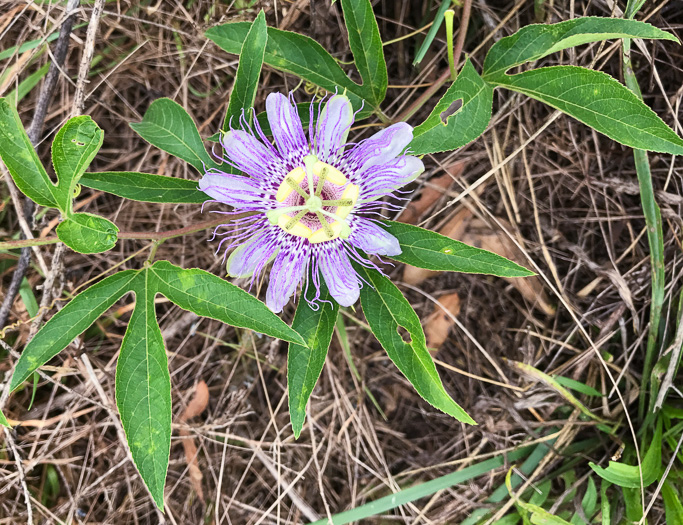 image of Passiflora incarnata, Purple Passionflower, Maypop