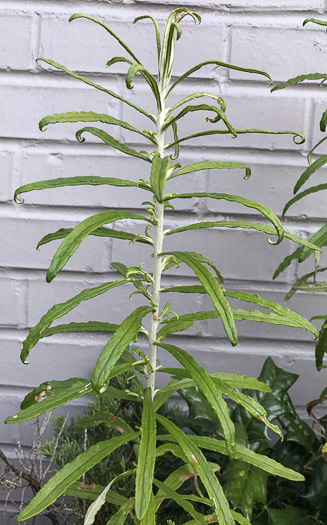 image of Pseudognaphalium obtusifolium, Fragrant Rabbit-tobacco, Eastern Rabbit-tobacco, Sweet Everlasting, Catfoot