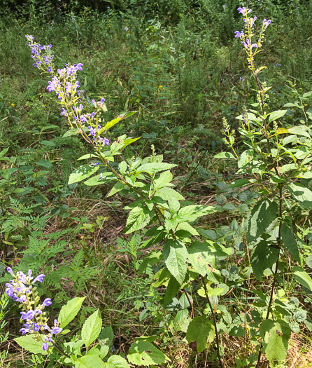 image of Scutellaria incana var. punctata, Hoary Skullcap, Downy Skullcap