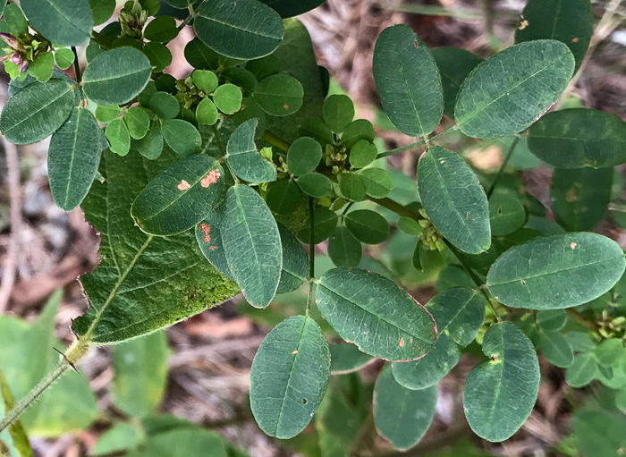 Lespedeza violacea, Wand Lespedeza, Wandlike Bush-clover, Violet Bush-clover