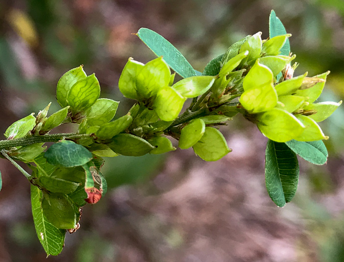 image of Lespedeza violacea, Wand Lespedeza, Wandlike Bush-clover, Violet Bush-clover