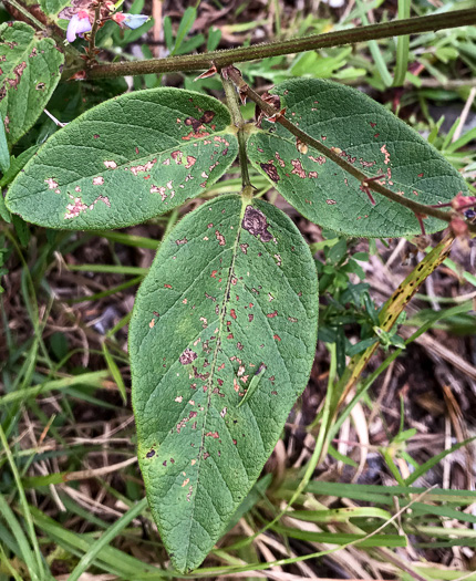 Desmodium obtusum, Stiff Tick-trefoil