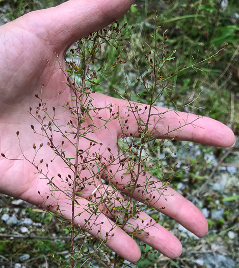 image of Lechea racemulosa, Racemose Pinweed, Appalachian Pinweed, Oblong-fruit Pinweed