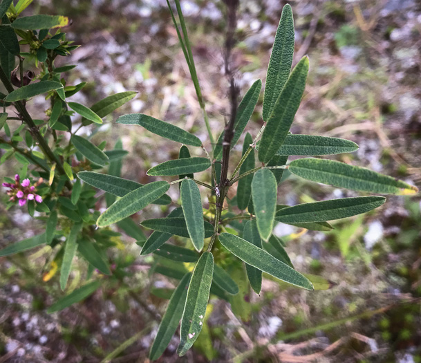 image of Lespedeza virginica, Virginia Lespedeza, Slender Lespedeza, Virginia Bush-clover, Slender Bush-clover