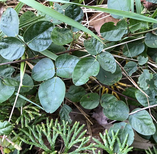 Desmodium lineatum, Matted Tick-trefoil, Sand Tick-trefoil