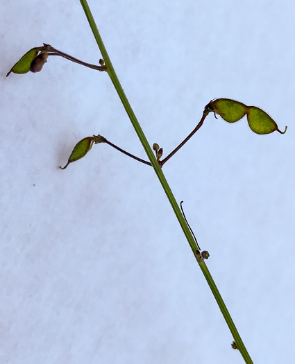 Desmodium lineatum, Matted Tick-trefoil, Sand Tick-trefoil